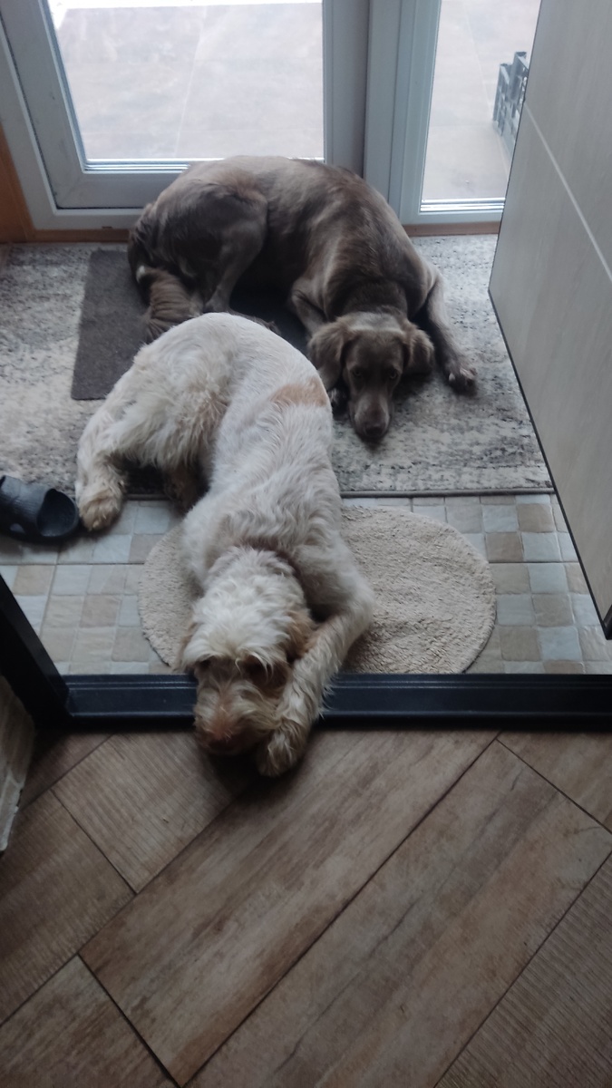 В ожидании ужина)