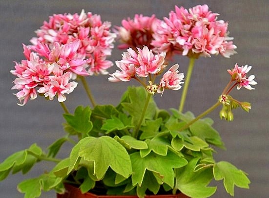 стеллар Sоlаris DZ