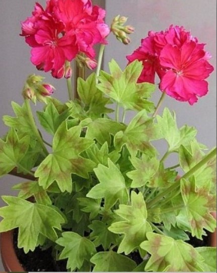  стеллар Kitbridge