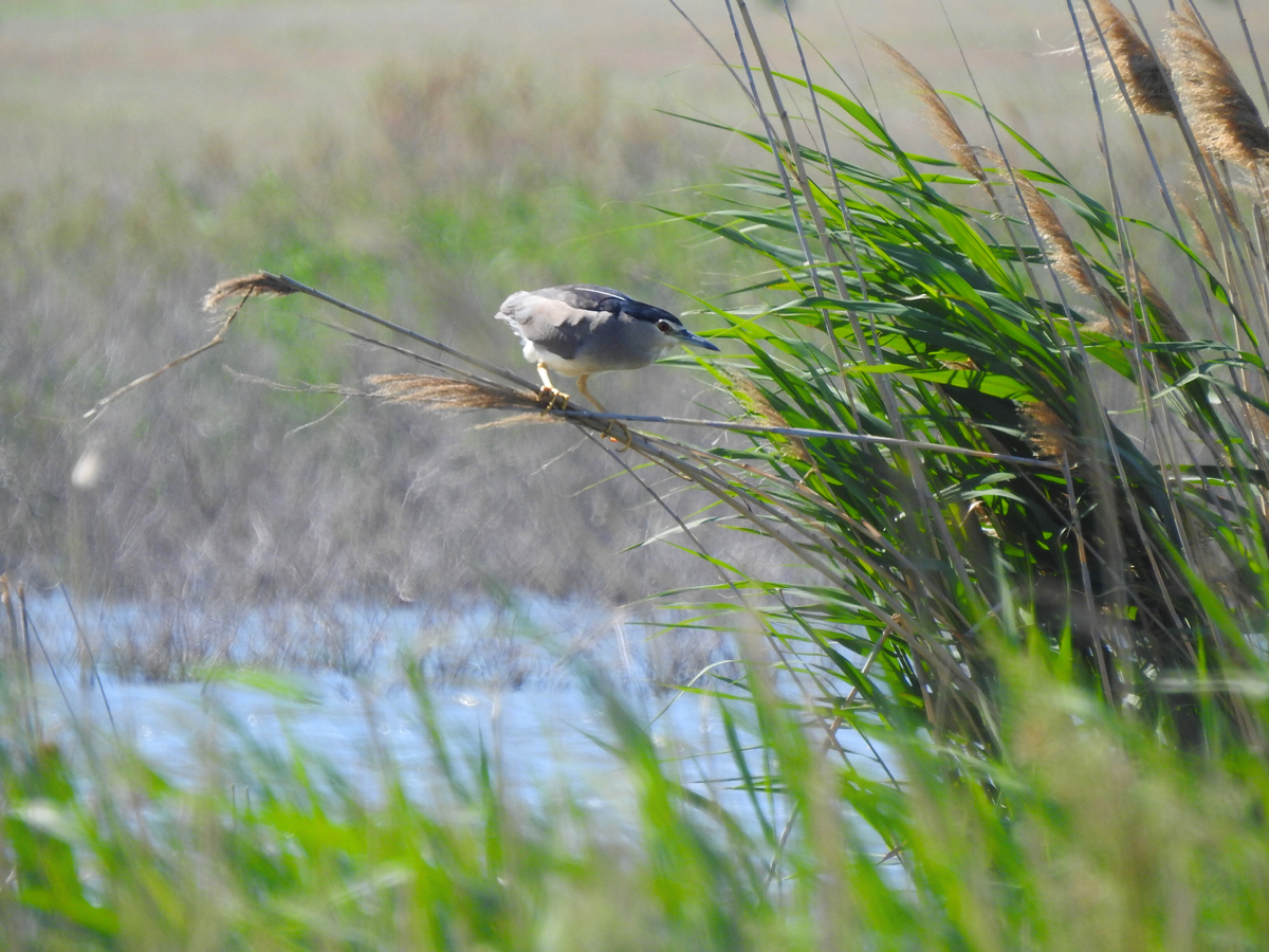 Кваква, 14.05.25