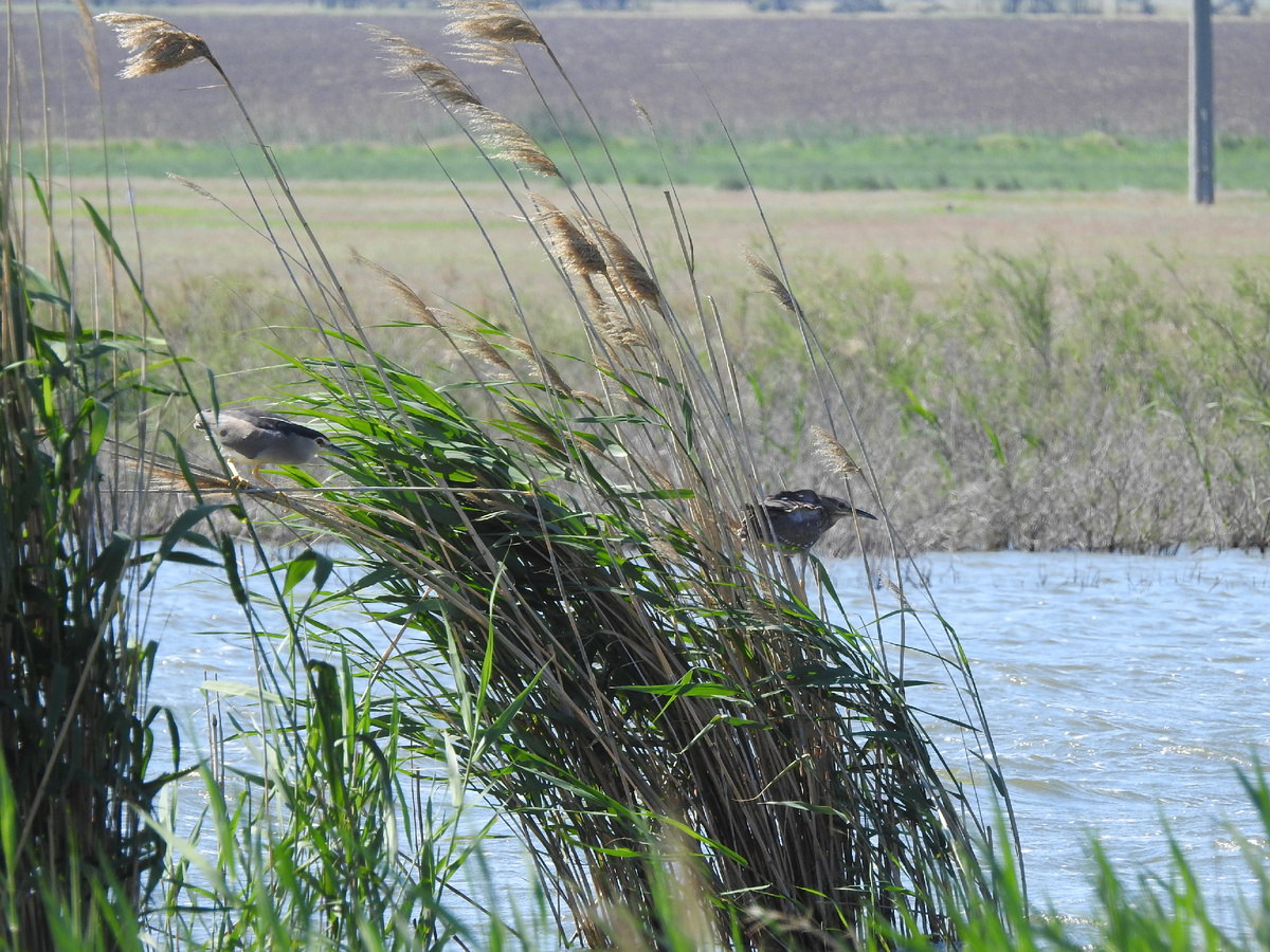 Кваквы, 14.05.25