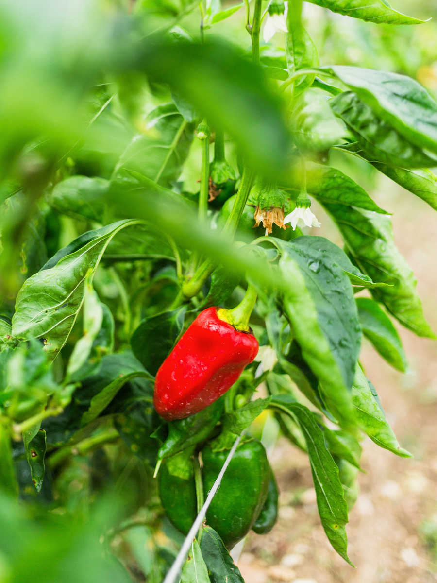 Болгарский перец