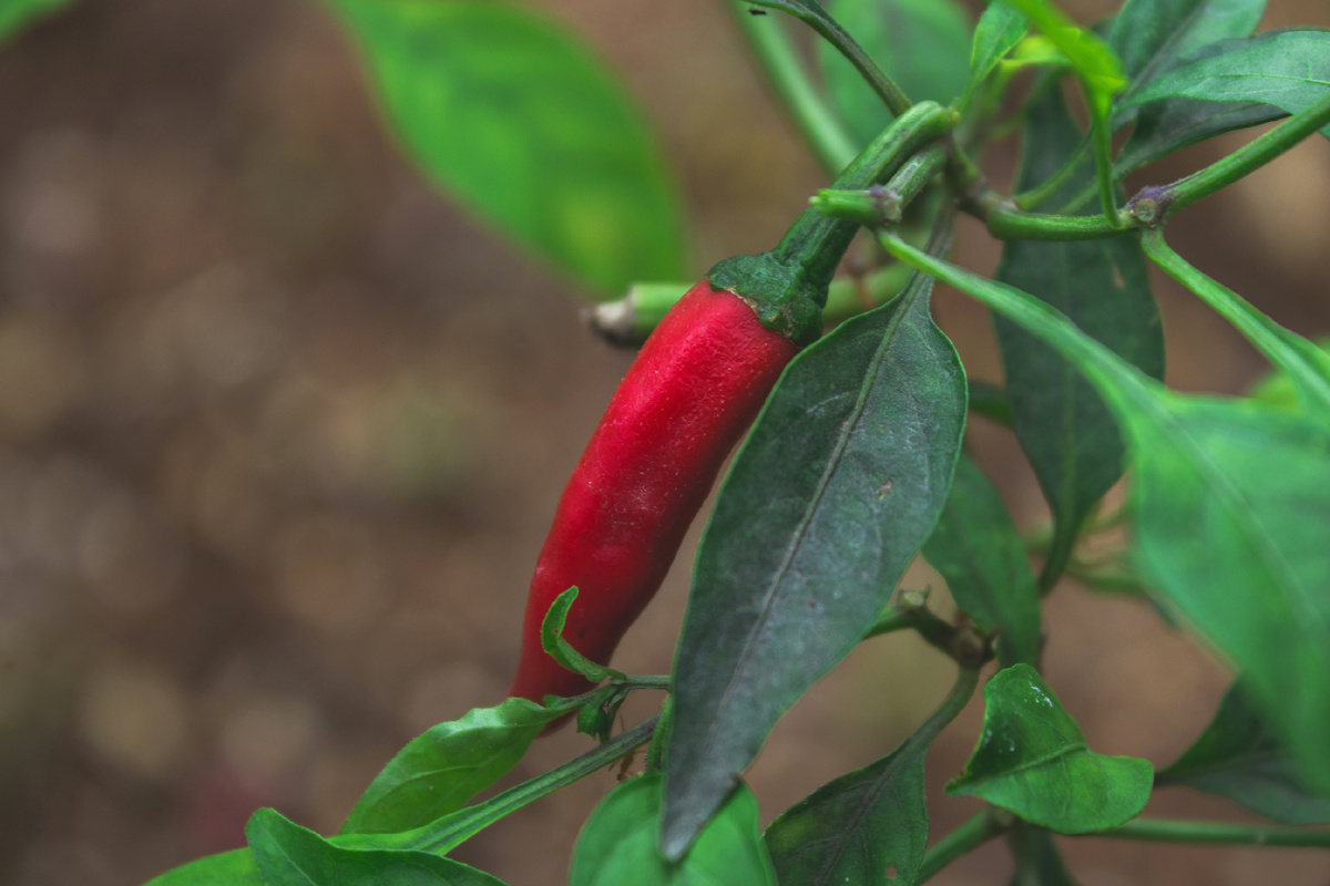 Горький перец
