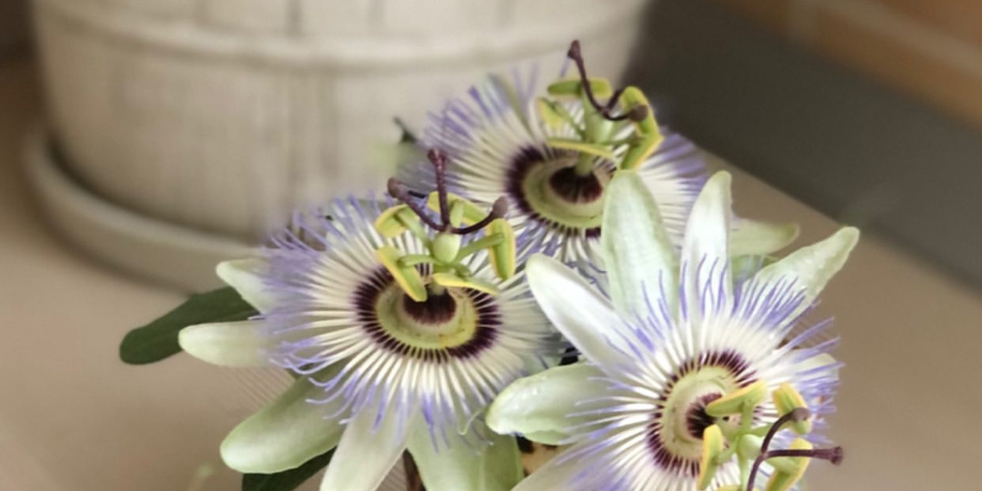 Красивые южные сорняки и вкусности.