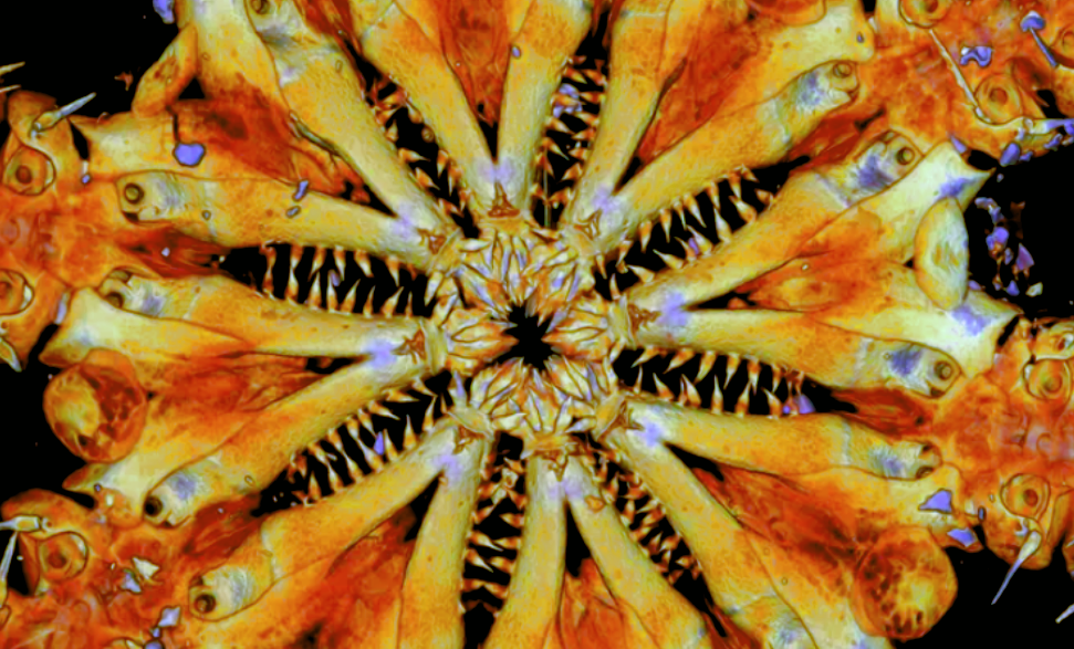 Ophiojura, фото: University of Melbourne