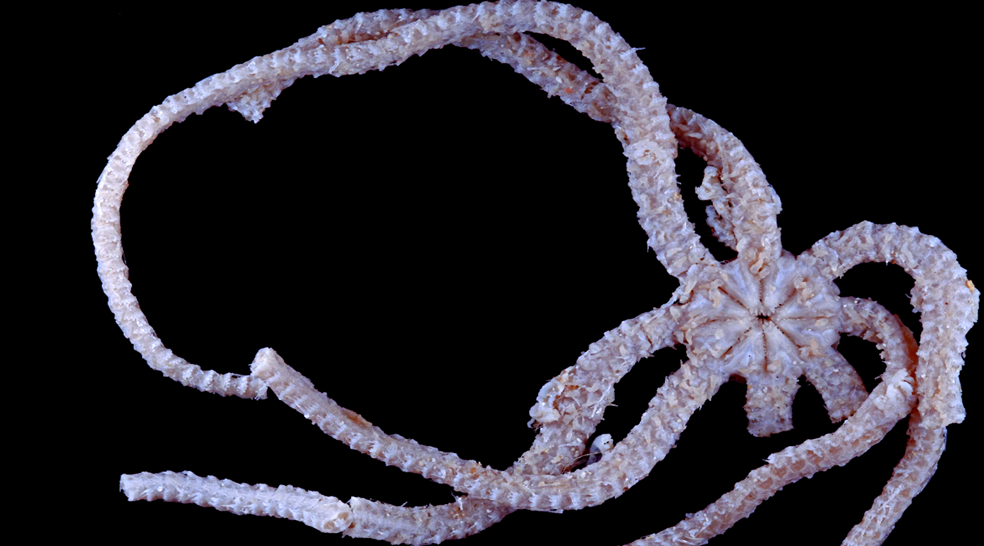 Снимок: Museums Victoria