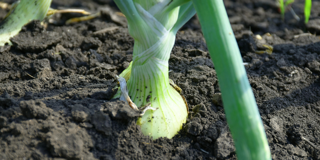"Луковицы пошли в рост": вношу финальную подкормку (луковицы растут крупнее, отлично вызревают и превосходно хранятся)