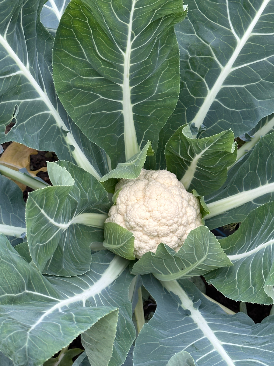 Я уже много лет в первой половине июля сею пекинскую капусту на осенний урожай . А вот в прошли году решила заодно посеять и цветную - всего 1 растение раннего гибрида Уайтэксел . 

Посеяла 6 июля и высадила в теплицу « в ноги» к томатам .

Капуста вообще любит открытое место и холод , потому на успех я особо не надеялась . Как всегда посадила «для интереса». 

Однако , как только стало немного прохладнее и день короче - капуста пошла в рост . 

К ноябрю я все уже убрала из теплицы , а капуста завязала маленькую головку . Ей явно не хватило времени . 
Заморозков не было , я укрыла ее пленкой в теплице в надежде , что она подрастет и 23 ноября все же сняла шикарную белоснежную головку ! 
Мне понравилось ! 