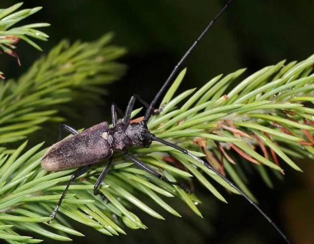 В тверских лесах ловят черных усачей. Елового и соснового
