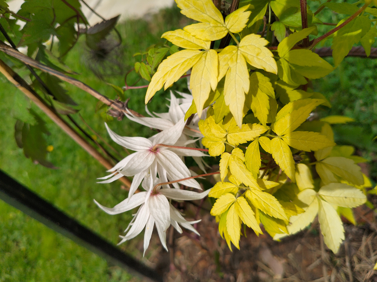 Фото автора из нашего сада @Маша Генералова