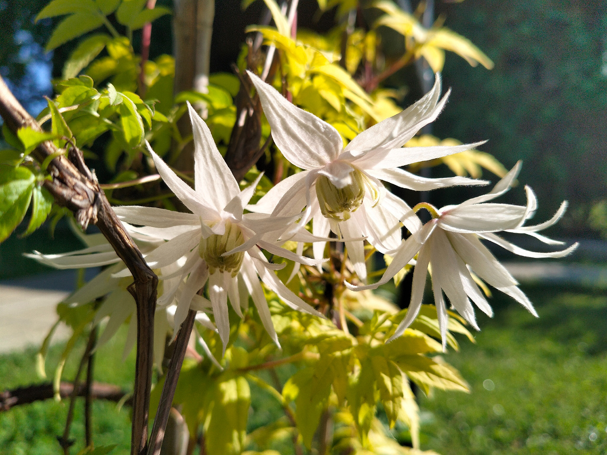 Фото автора из нашего сада @Маша Генералова