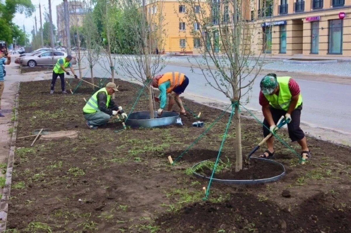    Мэр Новосибирска анонсировал высадку 10 тысяч деревьев и кустарников