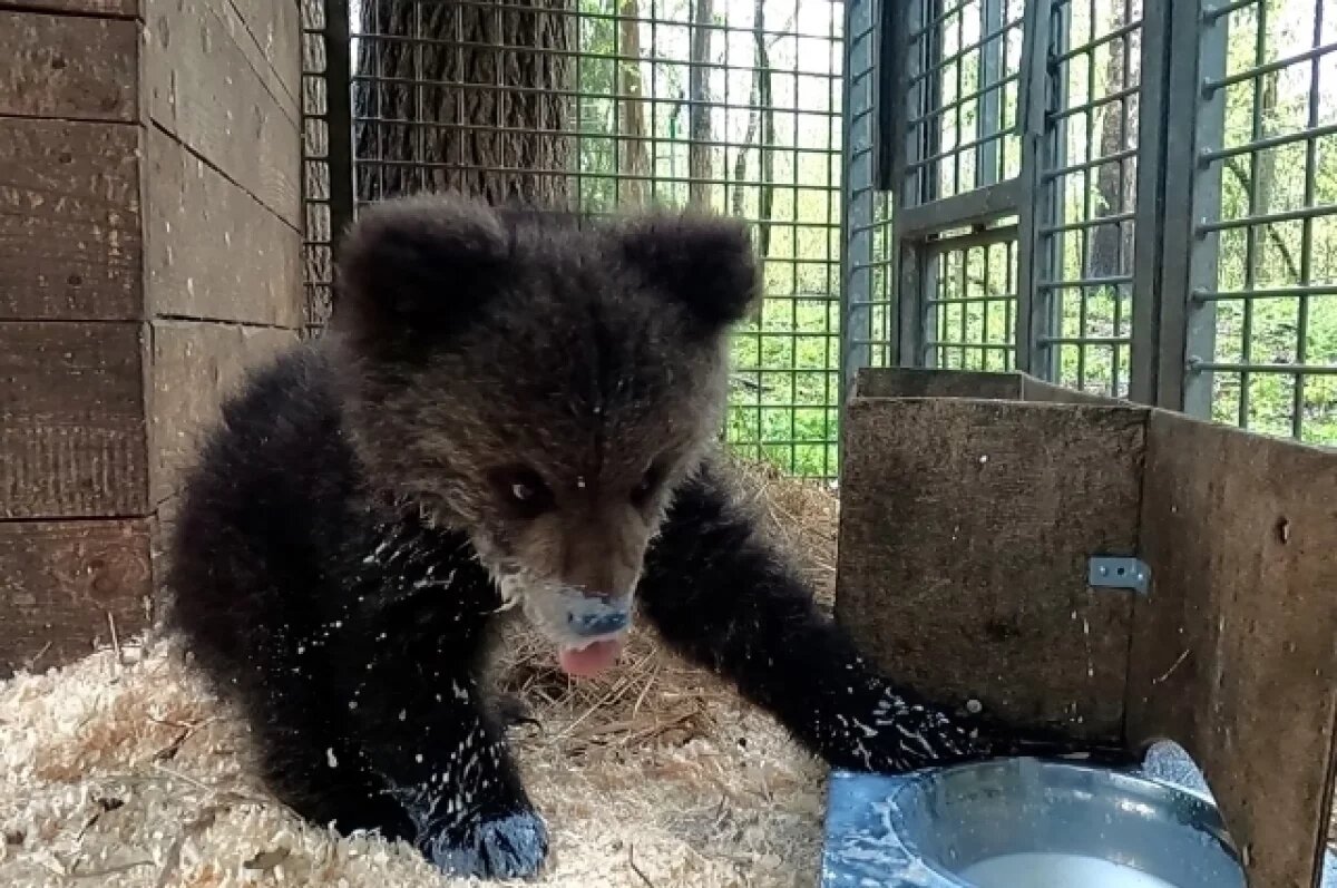    К найденному на трассе в Коми истощённому медвежонку подселили тройняшек
