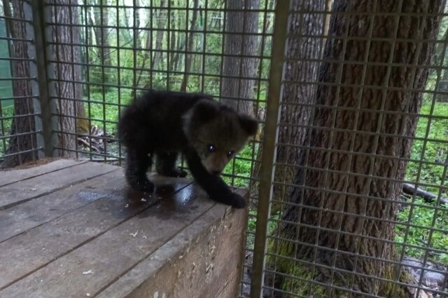    Кира была совсем маленькой, когда попала в Центр. Фото: Министерство природных ресурсов и окружающей среды Республики Коми