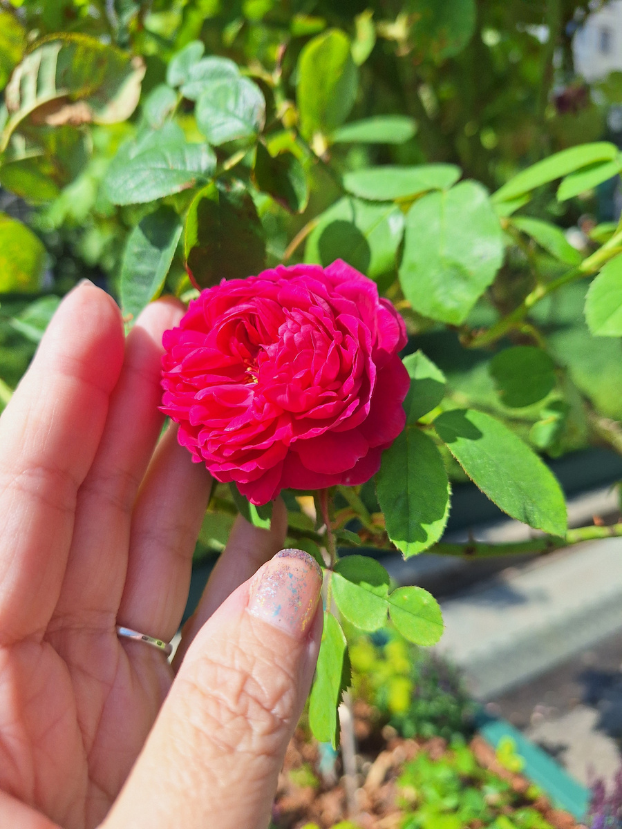 Маленькая розочка, а как цветёт! Фото - собственность автора канала "ТАК НАДО".
