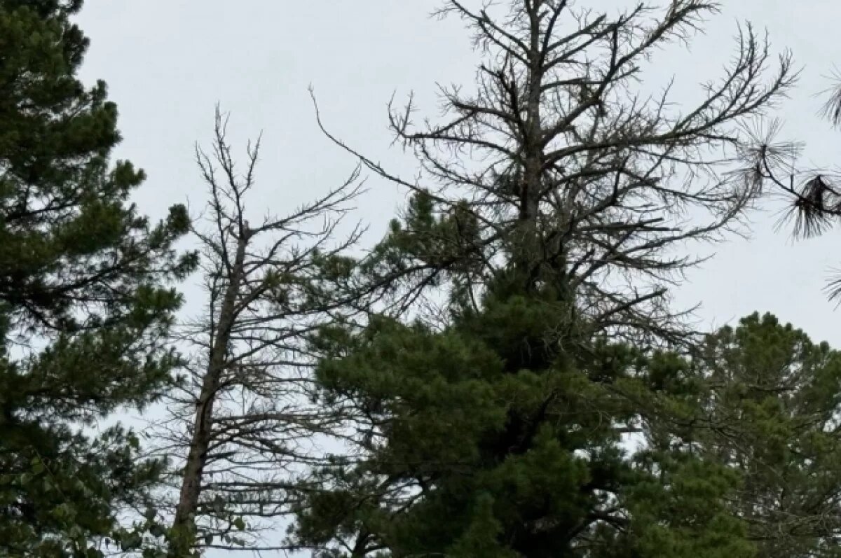    Томичи бьют тревогу: кедровники гибнут от нашествия вредителей