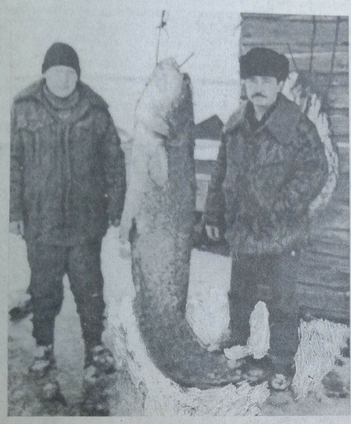 29 декабря 2001 года членами Заинского общества рыболовов был пойман этот великан