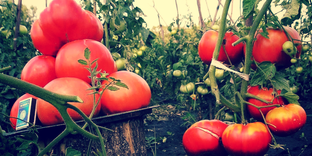 ДОЛОЙ ХИМИЮ! Луковая шелуха сожгла фитофтору и выдала 15 кг/куст! Рецепт: 2 горсти на ведро — кипятить НЕ НАДО