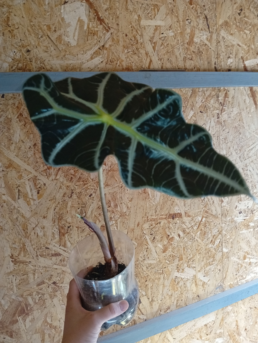 Вот видно, как он растёт.