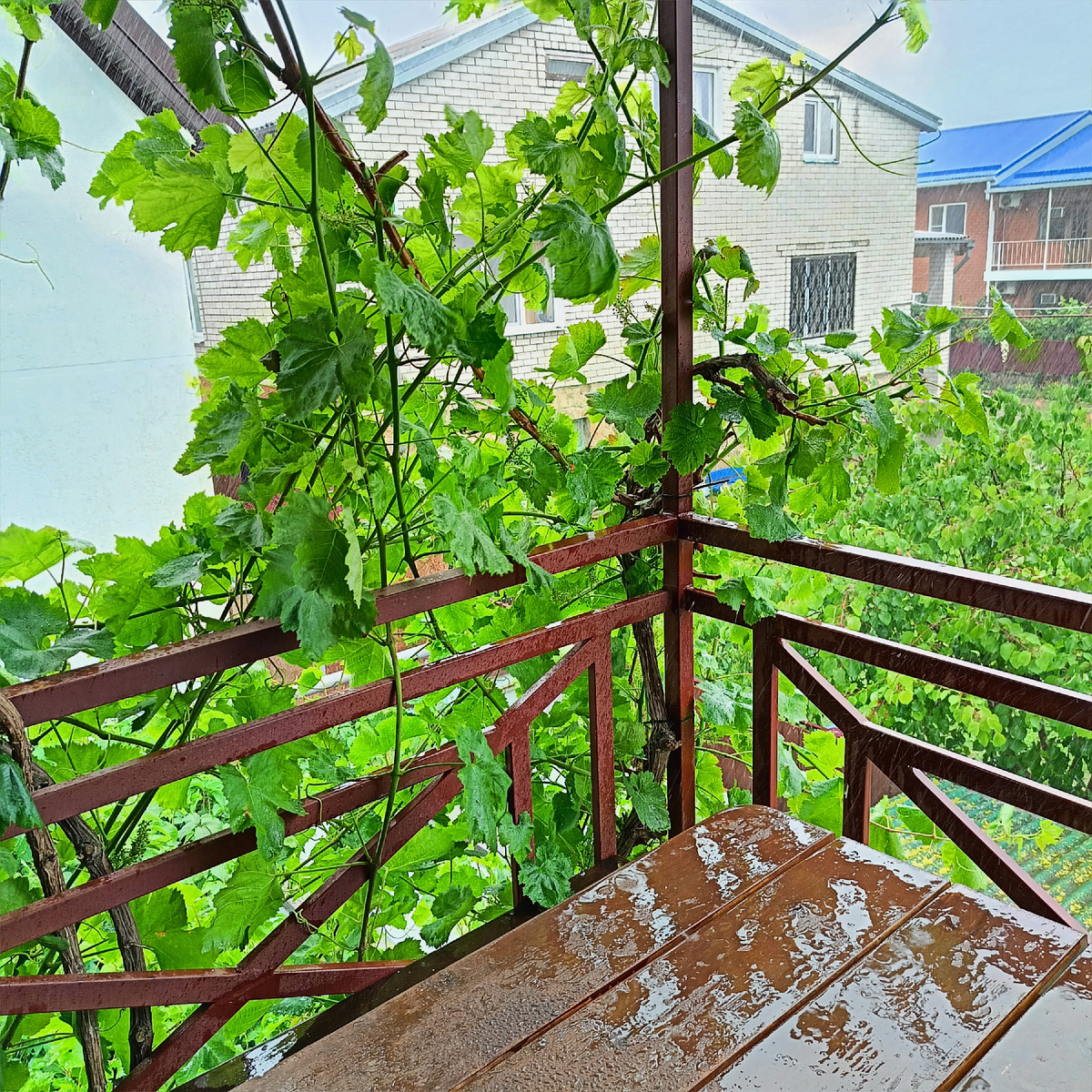 А дождь идет... Фото автора.