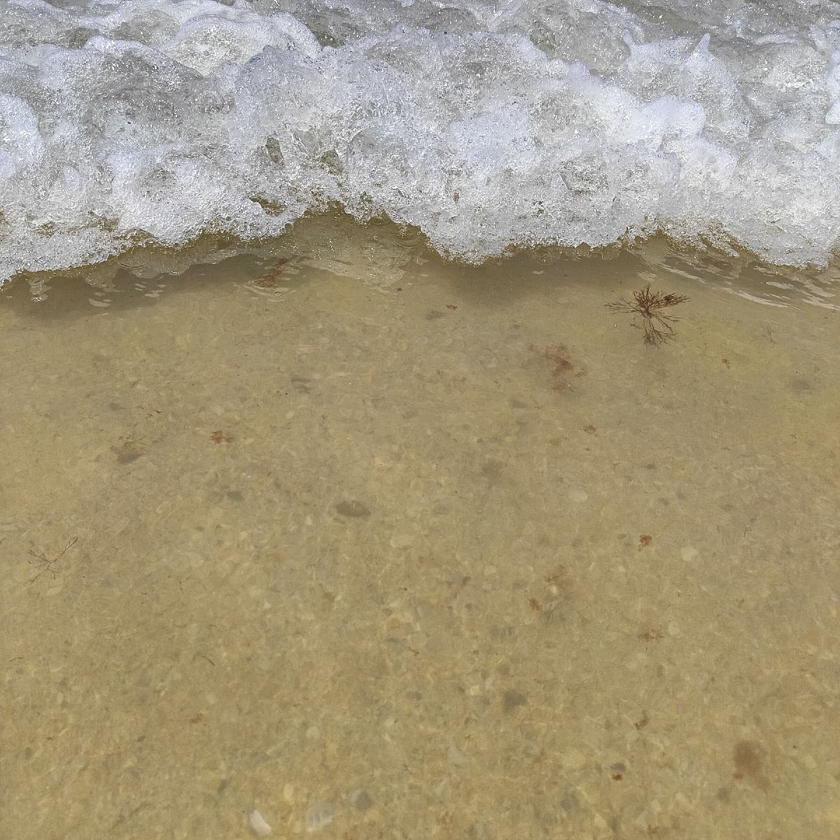 Водоросли в море. Фото автора.