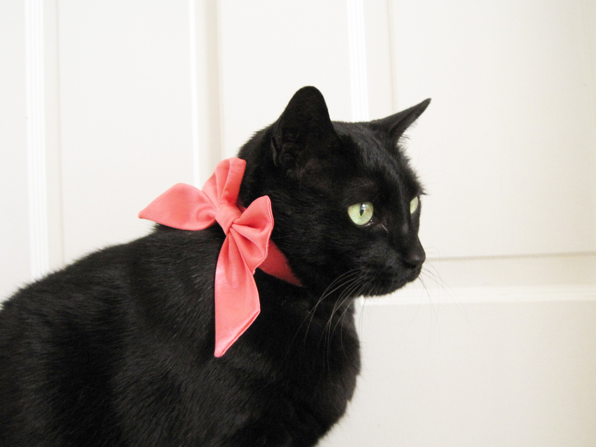 источник фото: https://blogger.googleusercontent.com/img/b/R29vZ2xl/AVvXsEgTwRuniawT-f9UxczzGC03da27hGQnnima7_ZPexxzKtoURCG2-p-fRJ_ZEXXT4QKxXBRR2ddzCESPi3p40w-UAfR-Kt8cNNjglndX7Wi1ShOBKyMEcettiwRZBWx-aFpUS03emWNdzmg/s1600/Tulip+Listing+Shot.JPG