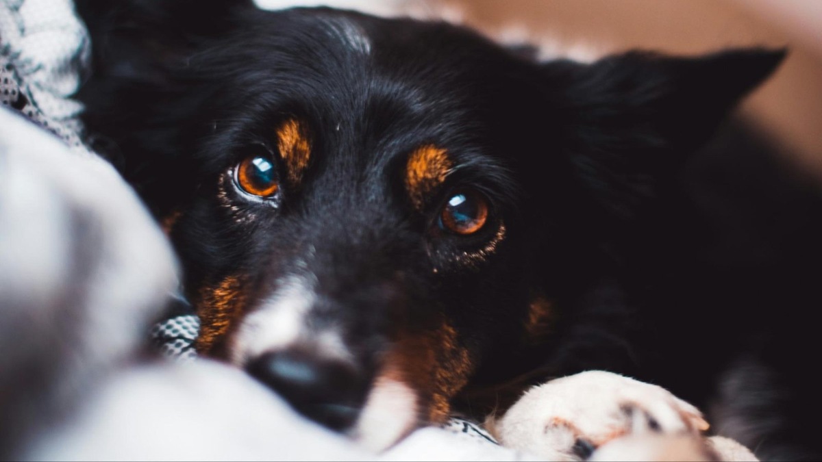    Карие глаза — самый распространённый цвет у собак. Возможно, потому что именно таких собак человек когда-то выбирал чаще остальных.