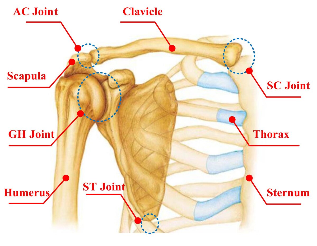 Плечелопаточный суставной комплекс. 