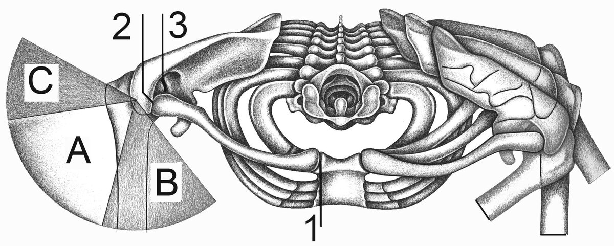 1 - грудинно-реберный сустав. 2 - акромиально-ключичный. 3 - плече-лопаточный сустав.      
 Зона А движения в плечалопаточном суставе, зоны В и С движения в суставах ключицы.