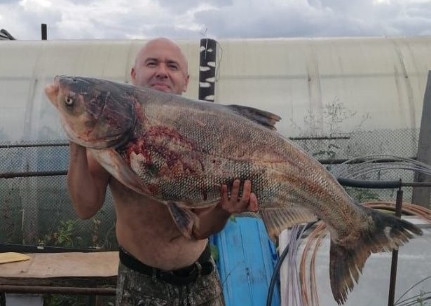 Заинский голстолобик - неофициальный бренд Заинского района