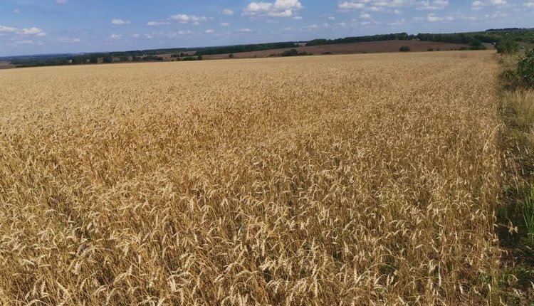    Россия и Арабские Эмираты совместно прорабатывают детали создания зерновой биржи БРИКС