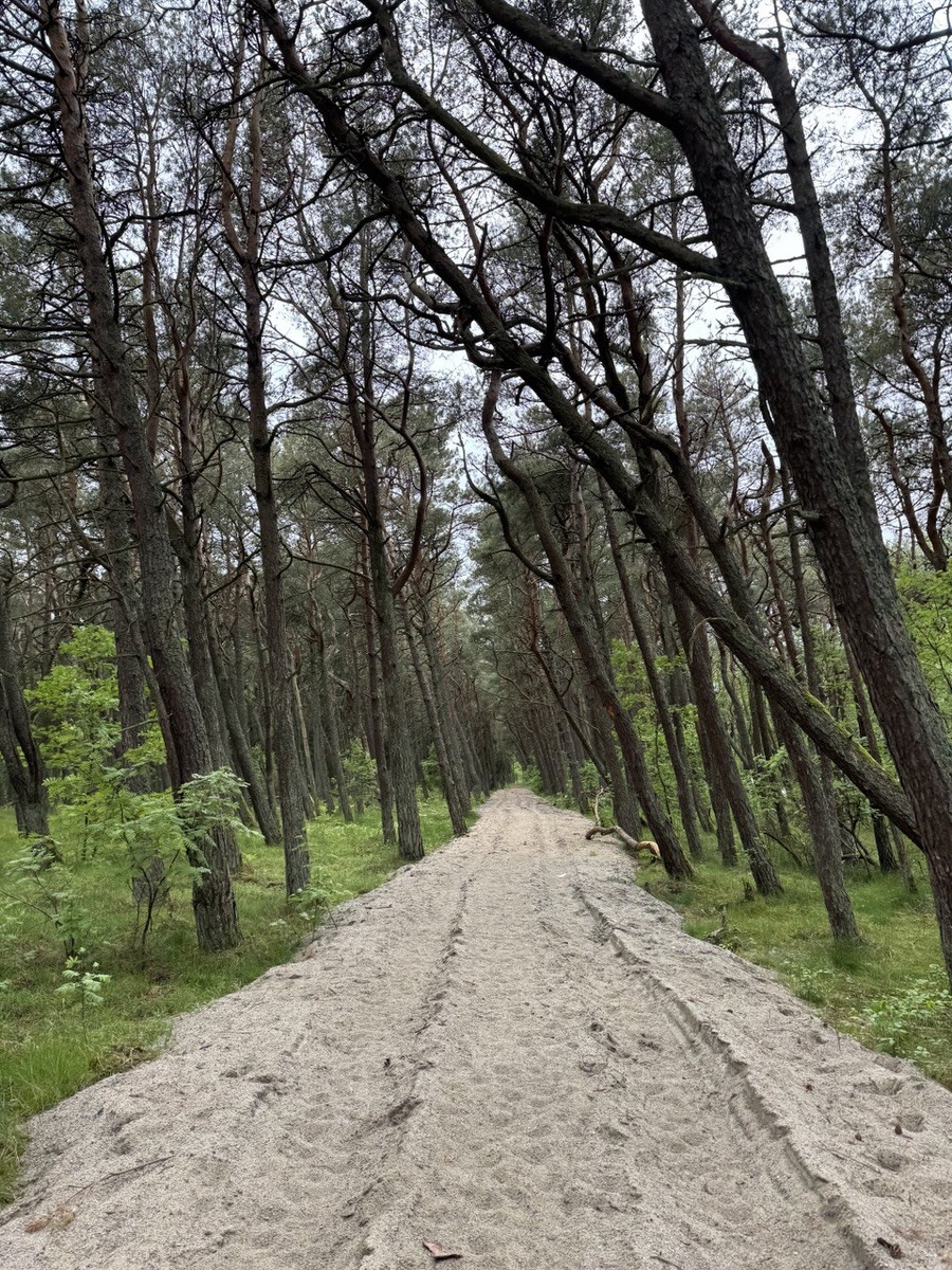 Сосновые леса щедро одаривают грибников белыми грибами, подберёзовиками, лисичками и опятами. 
