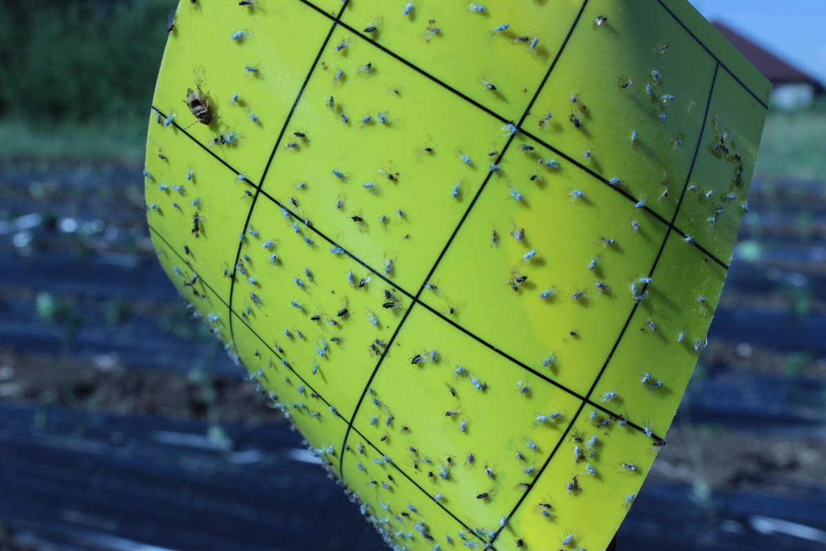 нагрядное доказательство работы желтой клеевой ловушки