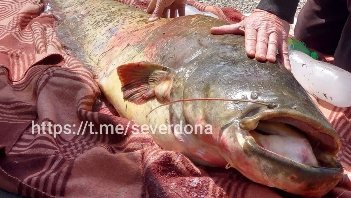     Автор: группе ВКонтакте «Север Дона»