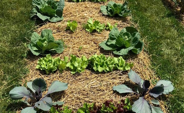 совместные посадки растений