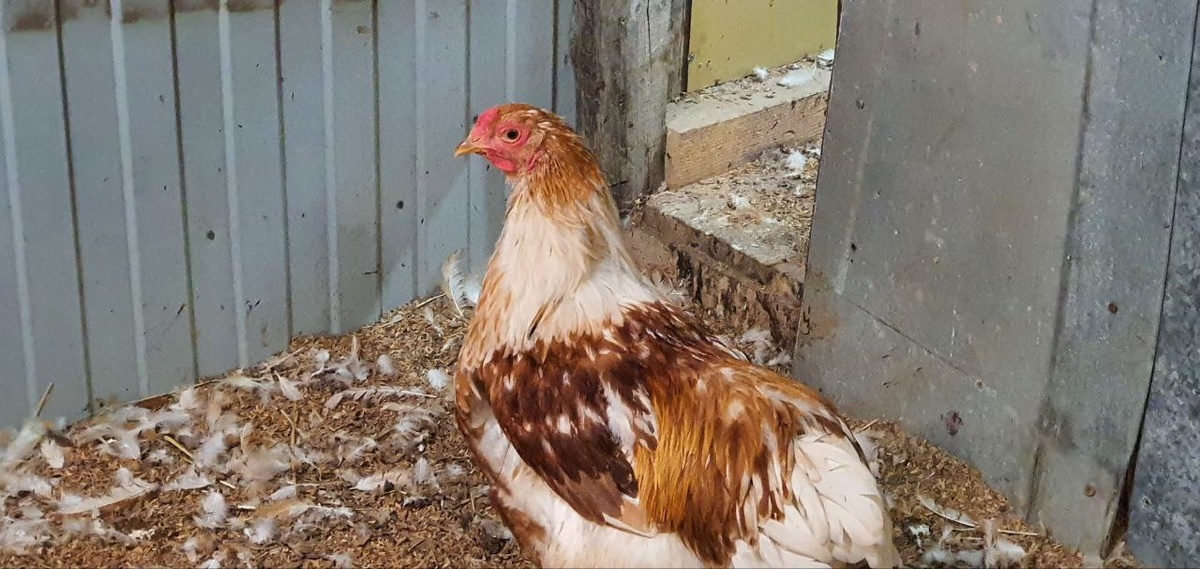 Линька - сложное время для кур