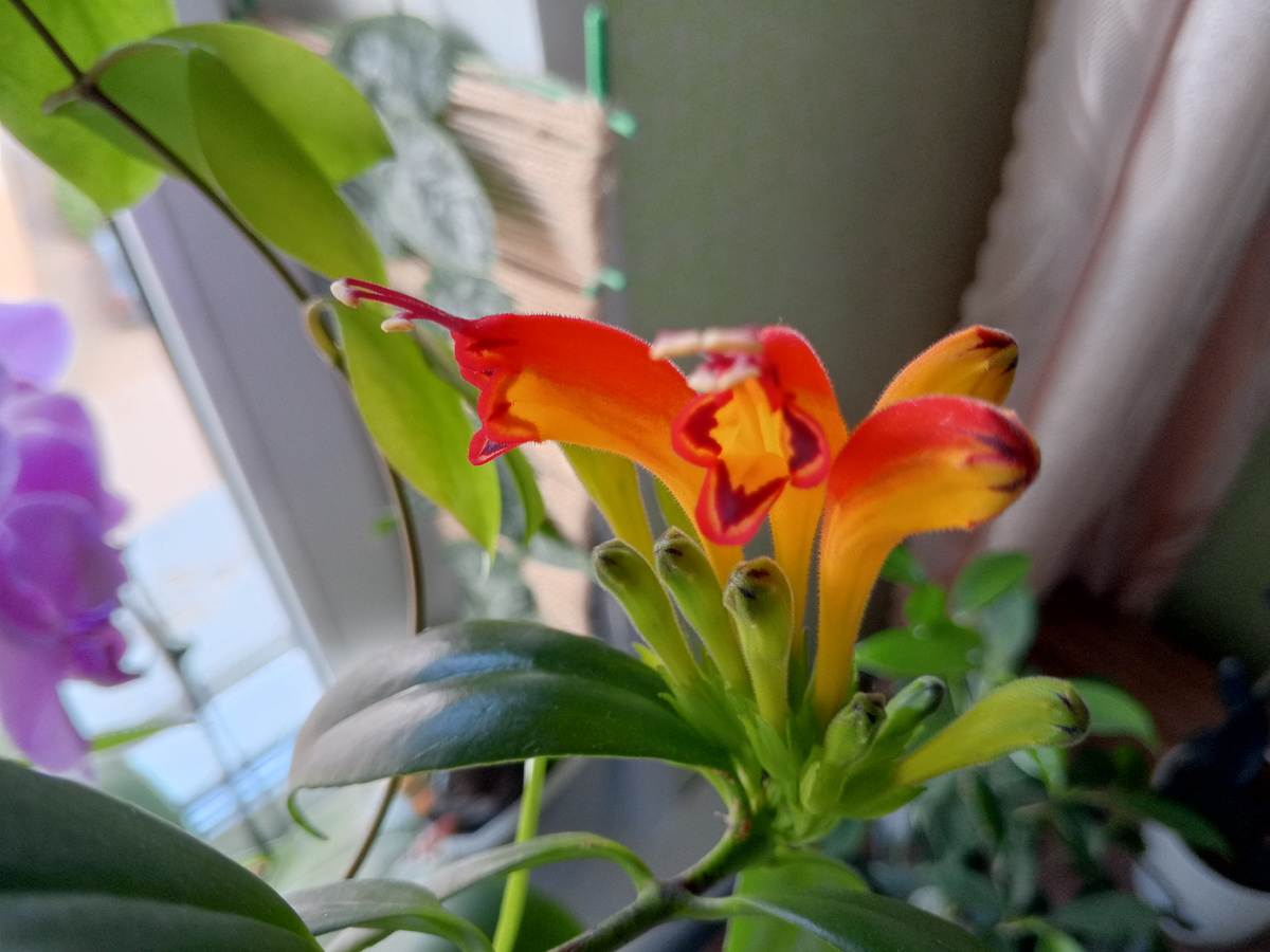 Эсхинатус Жар птица