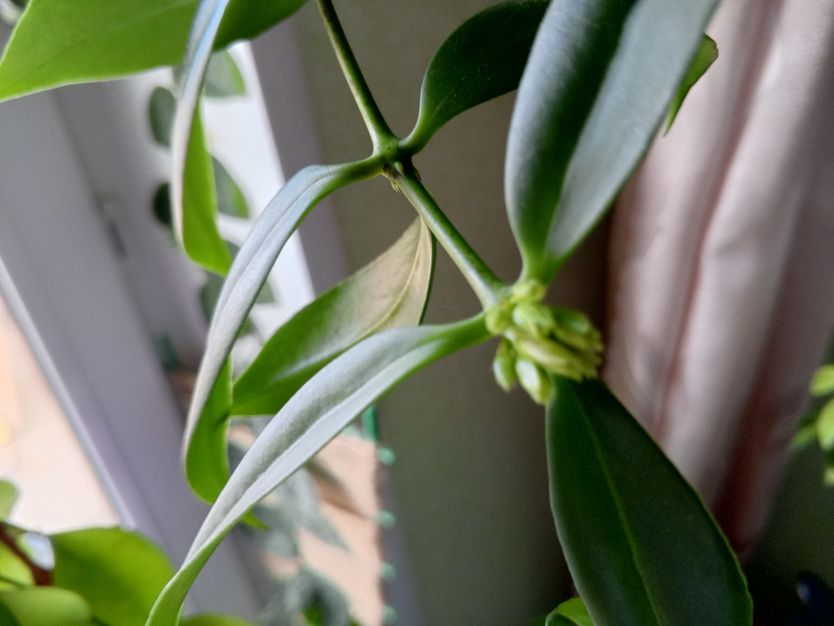 У эсхинатуса Жар птица ещё есть бутоны.