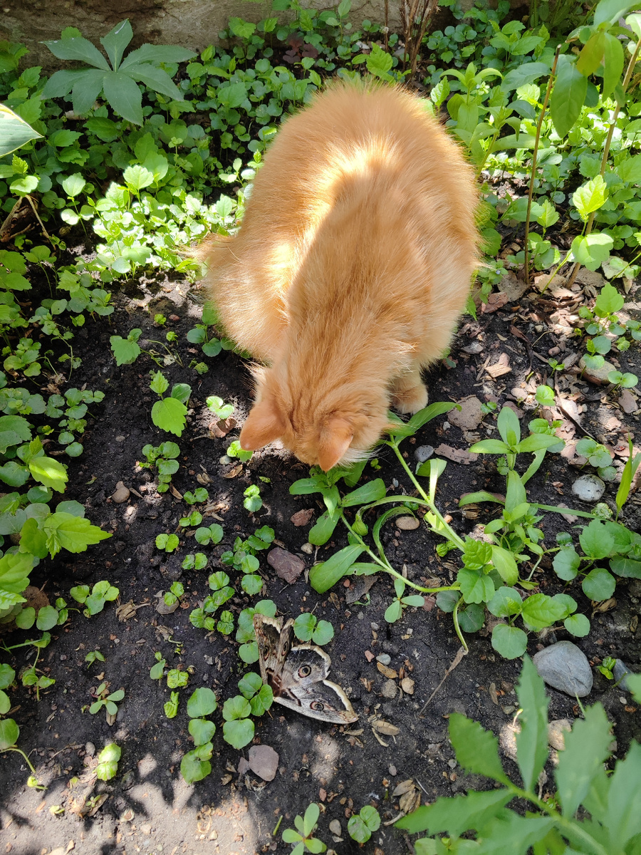 Ночная бабочка