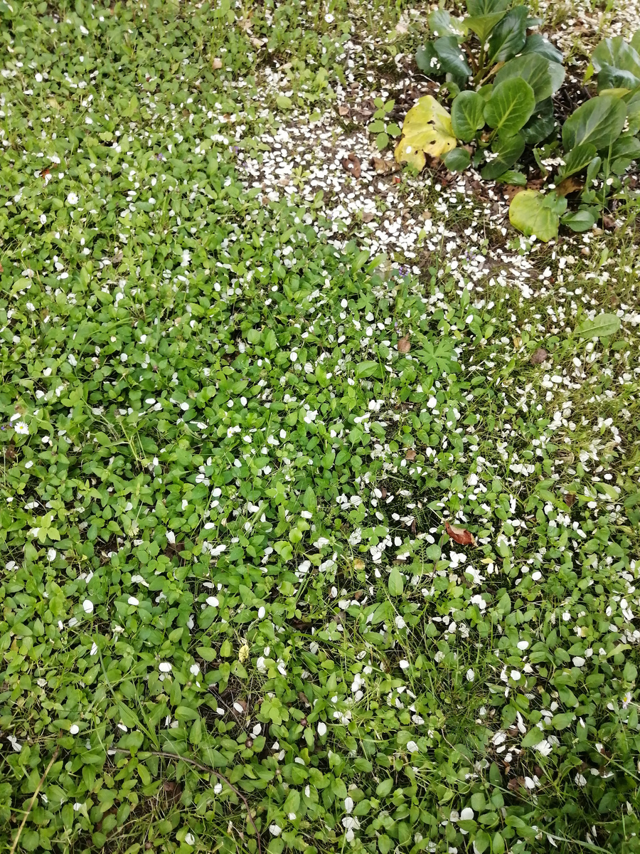 Чубушник, лепестки опадают после цветения