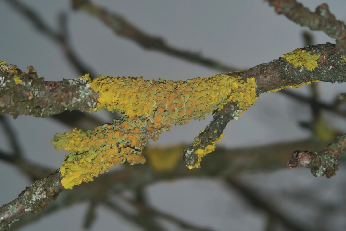 Ксанотрия на ветвях яблони