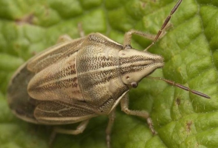    Фото: Филиал Россельхозцентра по Воронежской области