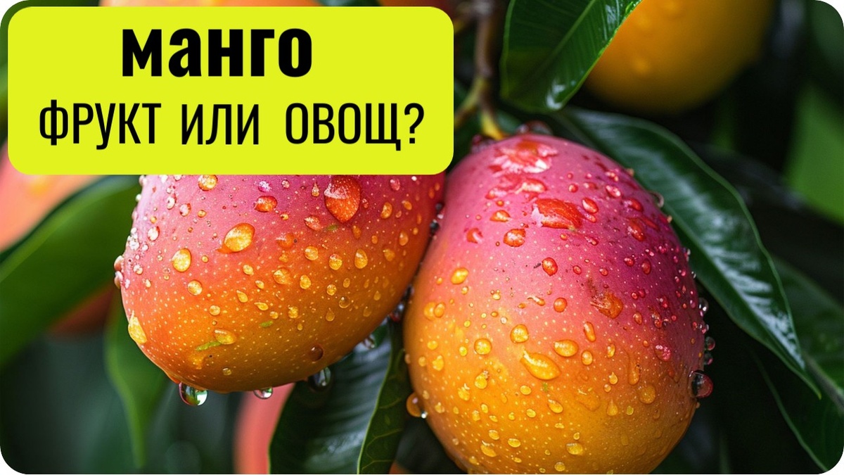 Манго фрукт или овощ.