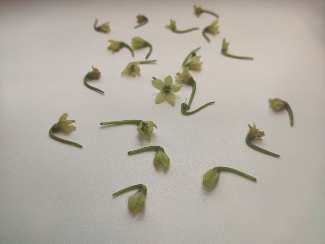 Нет цветов, нет завязи - нет урожая.