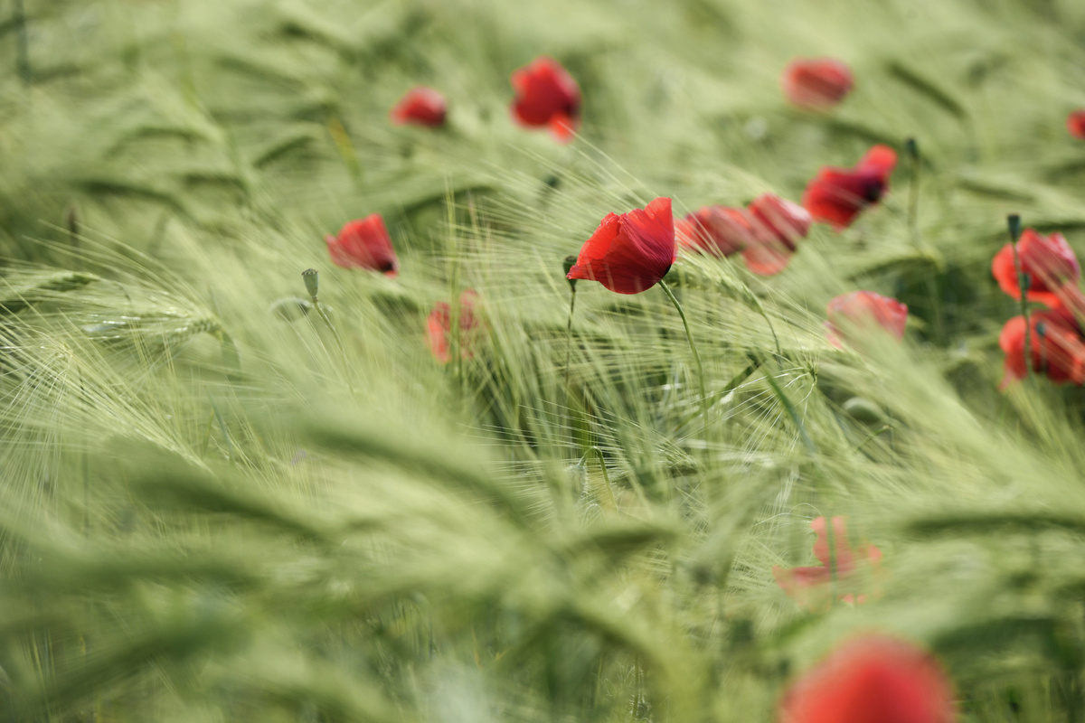 Маковое поле
© Туристический портал Республики Крым, Константин Крестьянинов