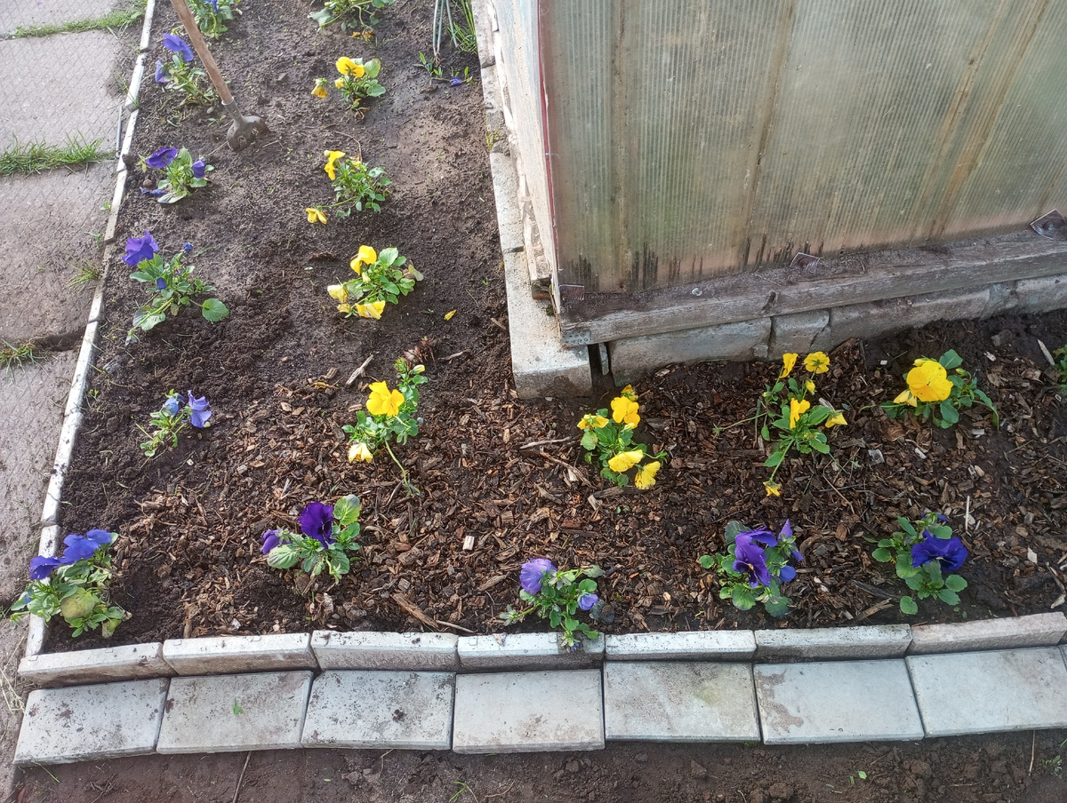 фото автора: виолы, высаженные мной вдоль теплицы и с торца