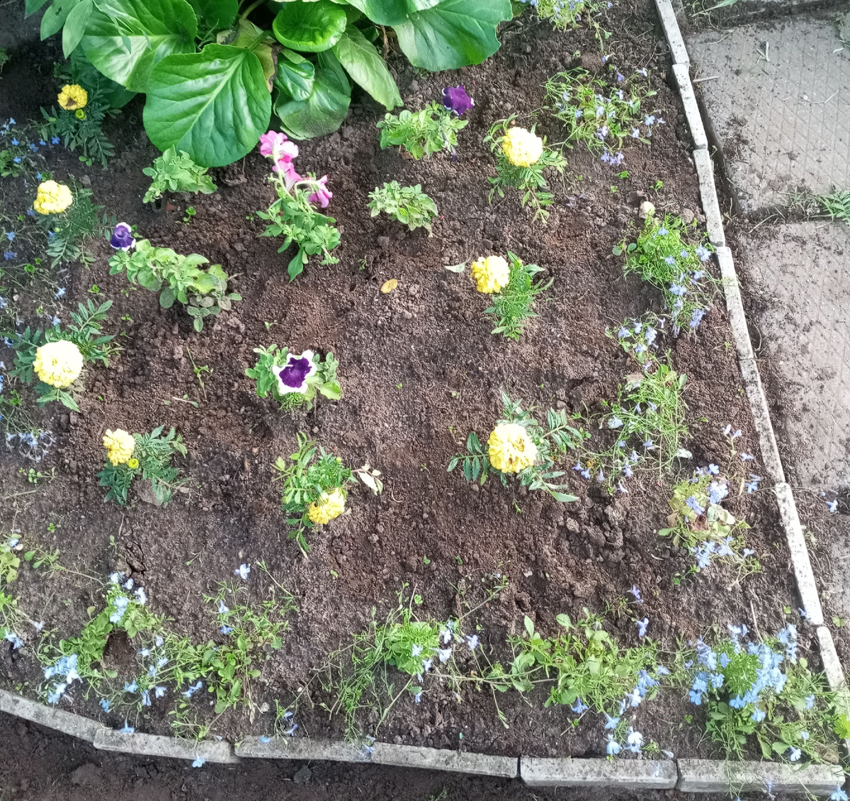 фото автора: клумба с преобладанием однолетников 