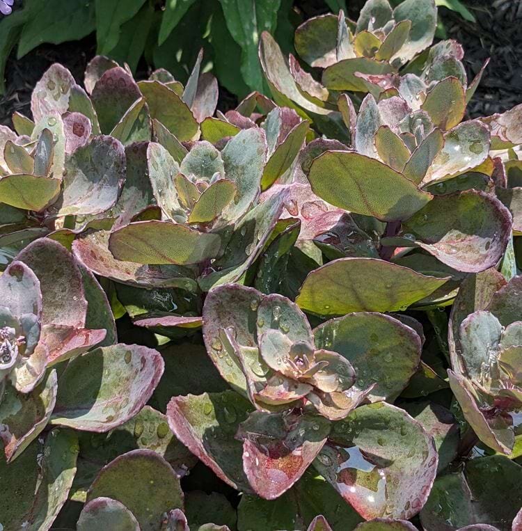 Источник: phoenixtaloh/reddit