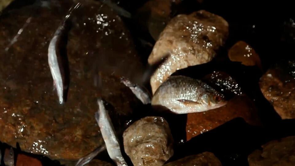 Фото: © Кадр из программы "Как устроен мир", РЕН ТВ