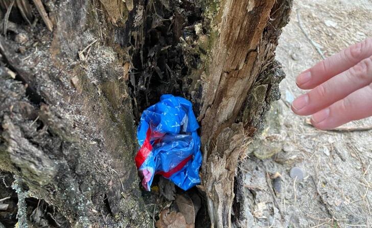    фото Курские известия